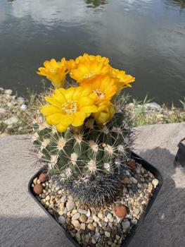 Weingartia lanata